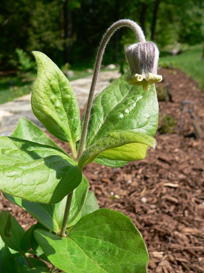 {Clematis ochroleuca}